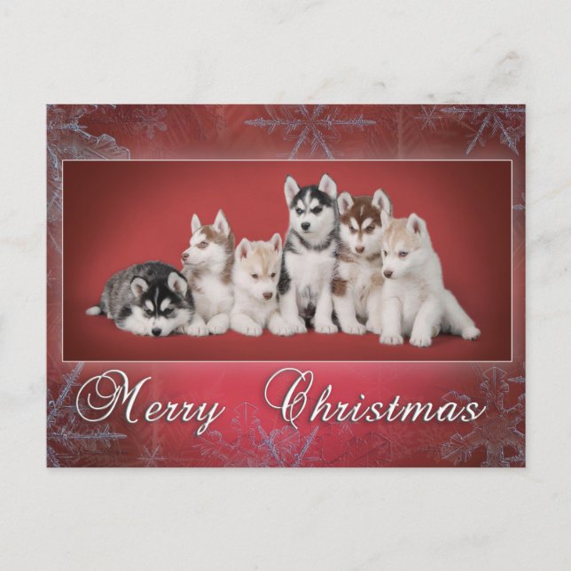 Husky Christmas Feiertagspostkarte (Vorderseite)