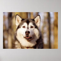 Husky Dog Beautiful Art Print