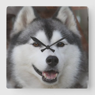 Husky Dog Clock Quadratische Wanduhr
