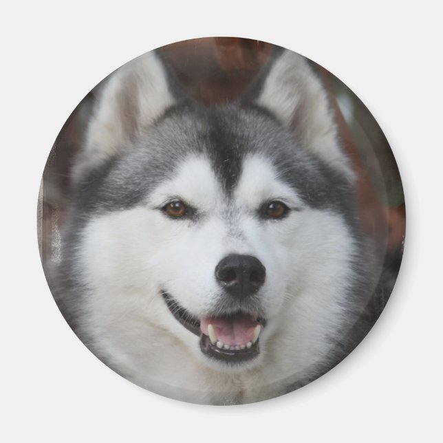 Husky Dog Magnet (Vorne)
