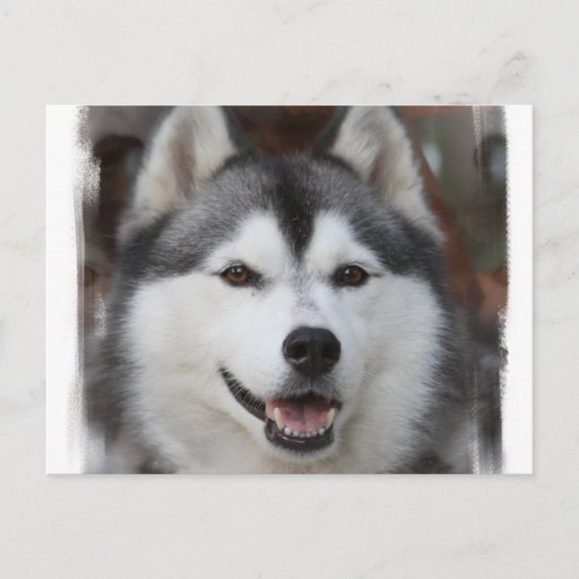 Husky Dog Postcard Postkarte (Vorderseite)