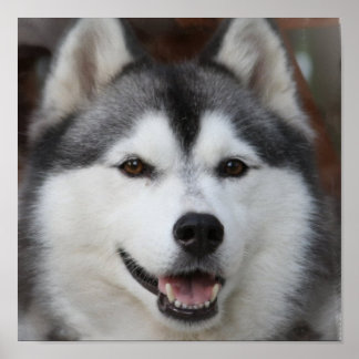 Husky Dog Print Poster