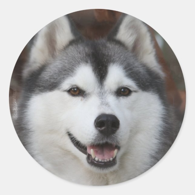 Husky Dog Sticker (Vorderseite)