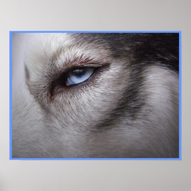 Husky Eye Poster Sled Dog Art Poster Husky Geschen (Vorne)