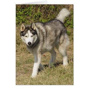 Husky-Hund