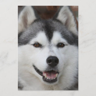 Husky Hund Einladung