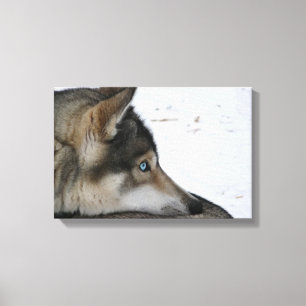 Husky-Hund mit blauen Augen Leinwanddruck