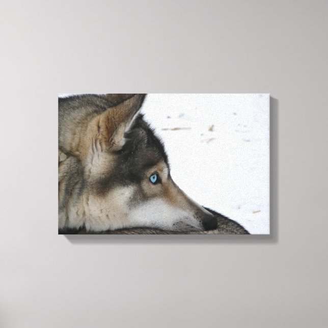 Husky-Hund mit blauen Augen Leinwanddruck (Vorderseite)