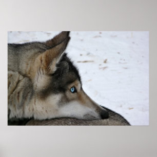 Husky-Hund mit blauen Augen Poster