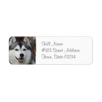 Husky Hund Rückgabeadresse