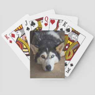 Husky Hund Spielkarten