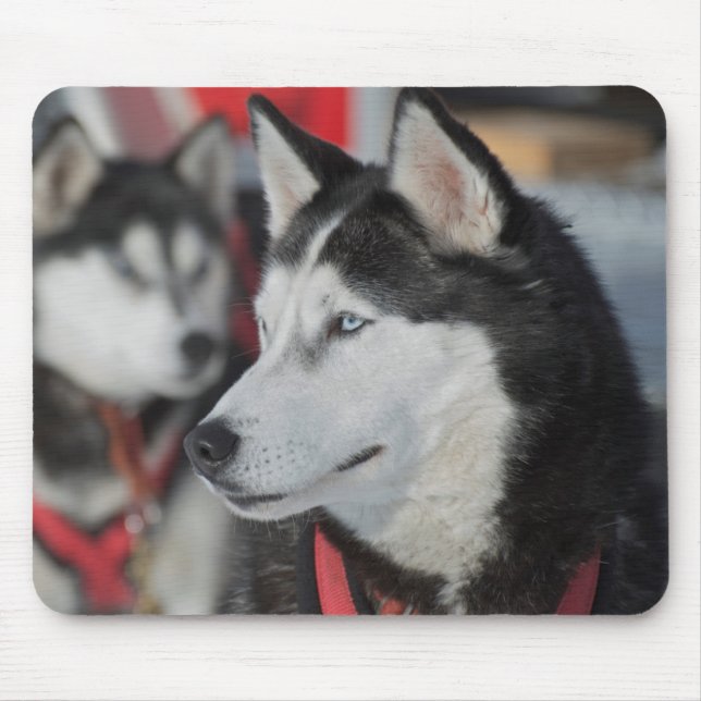 Husky Hund vor dem Rennen, Kanada Mousepad (Vorne)