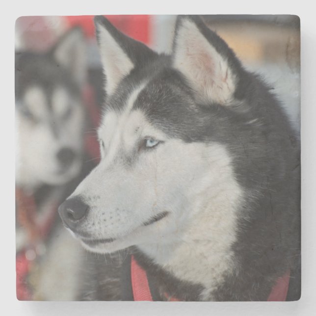 Husky Hund vor dem Rennen, Kanada Steinuntersetzer (Vorderseite)