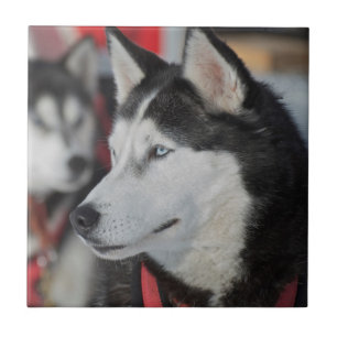 Husky-Hund vor einem Rennen, Kanada Fliese