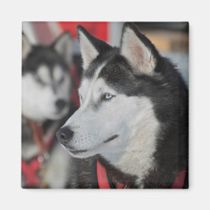 Husky-Hund vor einem Rennen, Kanada Magnet