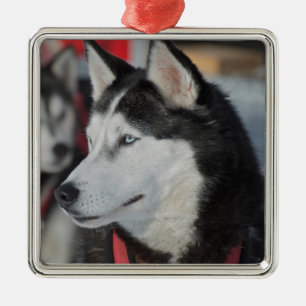 Husky-Hund vor einem Rennen, Kanada Ornament Aus Metall