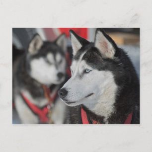 Husky-Hund vor einem Rennen, Kanada Postkarte
