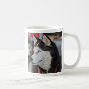 Husky-Hund vor einem Rennen, Kanada Tasse