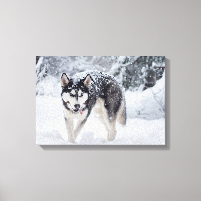 Husky im Schnee Leinwanddruck (Vorderseite)