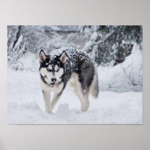 Husky im Schnee Poster