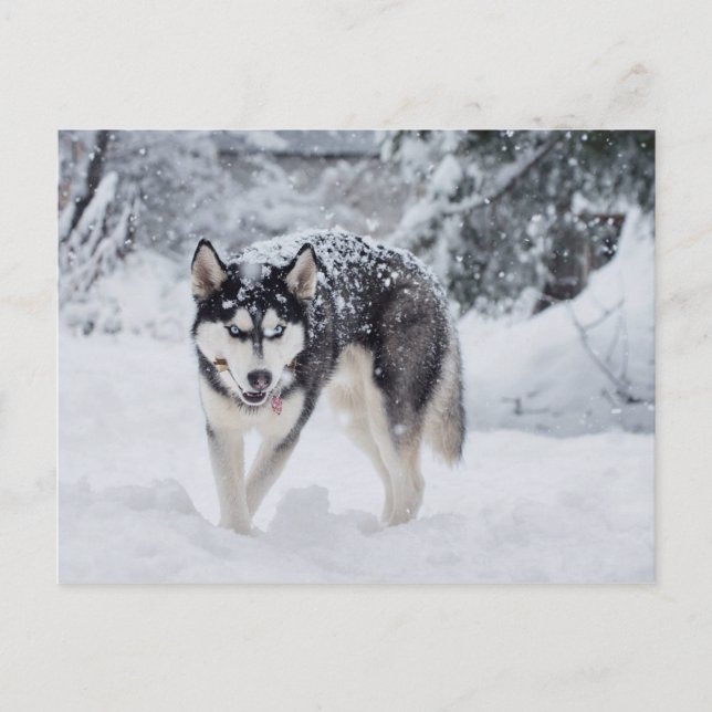 Husky im Schnee Postkarte (Vorderseite)