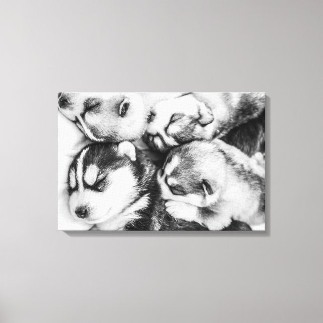 Husky-Jungtiere Leinwanddruck (Vorderseite)