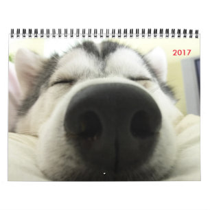 Husky-Kalender Kalender