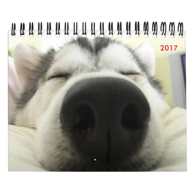 Husky-Kalender Kalender (Titelbild)