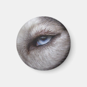 Husky Kühlschrankmagnet Alaskan Sled Dog Magnet / 