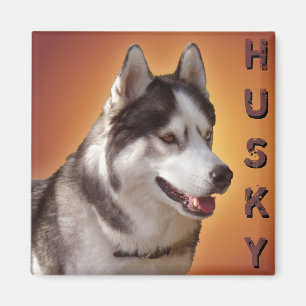 Husky Kühlschrankmagnet Alaskan Sled Dog Magnet / 