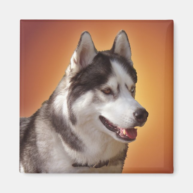 Husky Kühlschrankmagnet Alaskan Sled Dog Magnet /  (Vorne)