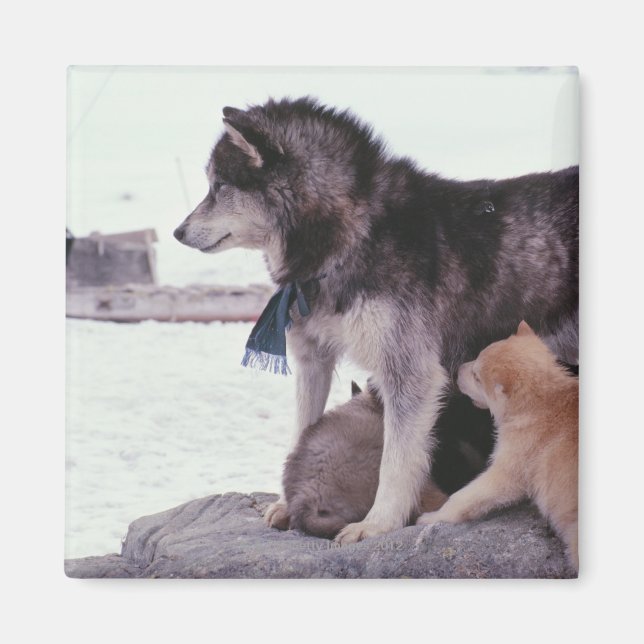 Husky mit Streu von Jungtieren Magnet (Vorne)