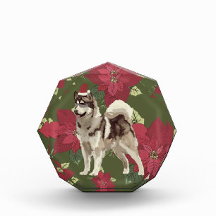 Husky, Poinsettia Blume Fotoblock