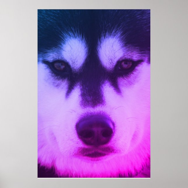 Husky Poster (Vorne)