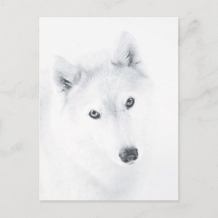 Husky Postkarte