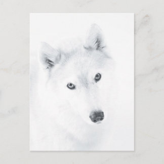 Husky Postkarte