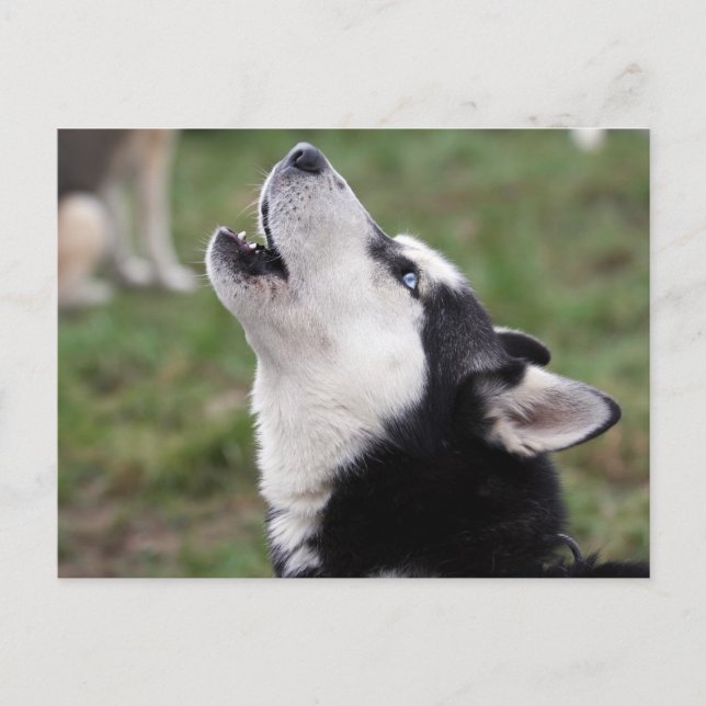 Husky Postkarte (Vorderseite)