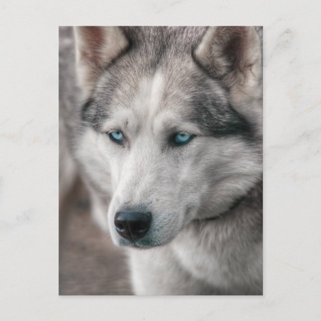 Husky Postkarte (Vorderseite)