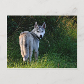 Husky Postkarte