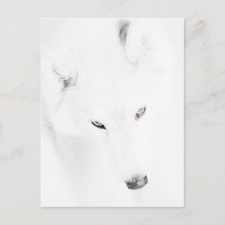 Husky Postkarte