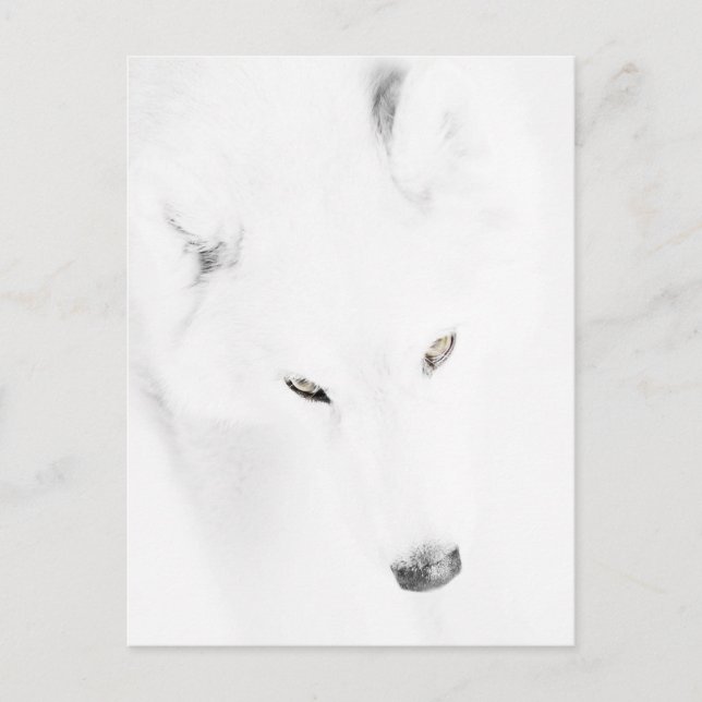 Husky Postkarte (Vorderseite)