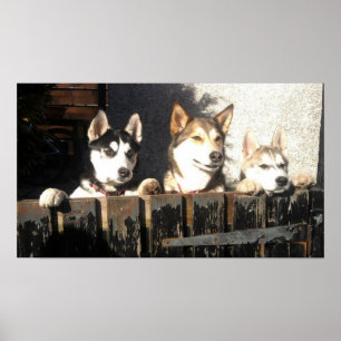 Husky Print. Peeking !! Poster