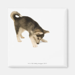 Husky Puppy 2 Magnet