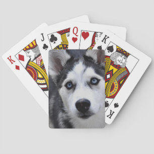 Husky Puppy Deck Karten Spielkarten