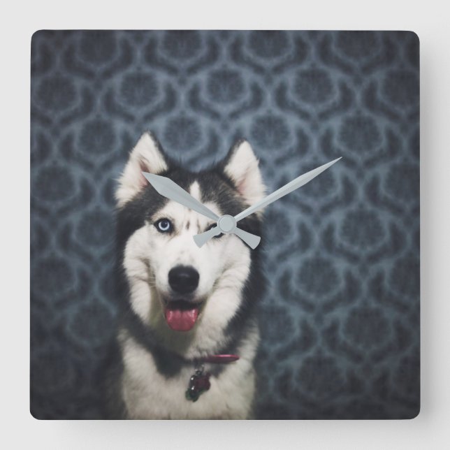 Husky Puppy Posing with a Dark Bakground Quadratische Wanduhr (Vorderseite)