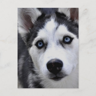 Husky Puppy Postcard Postkarte