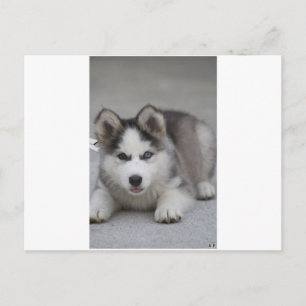 Husky Puppy Postkarte