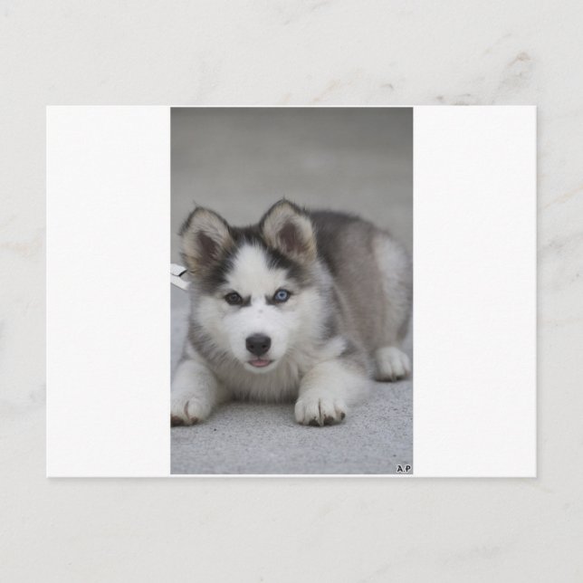 Husky Puppy Postkarte (Vorderseite)