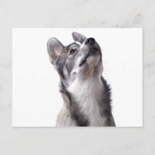 Husky puppy postkarte
