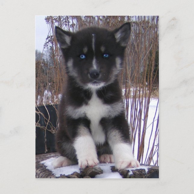 Husky Puppy Postkarten (Vorderseite)